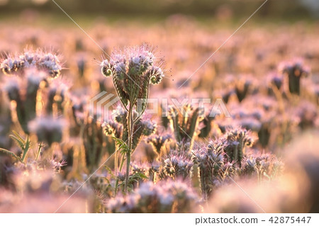 Lacy phacelia (Phacelia tanacetifolia) 42875447