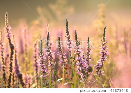 Loosestrife (Lythrum salicaria) on a meadow  42875448