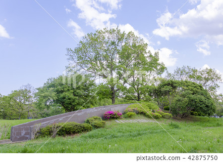 南Kaizuka殼層剖面觀察設施（千葉縣千葉市）的Kanzuri貝塚部分 42875750