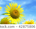 sunflower	 42875806