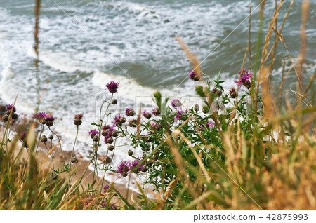 sea coast view from the cliff top 42875993
