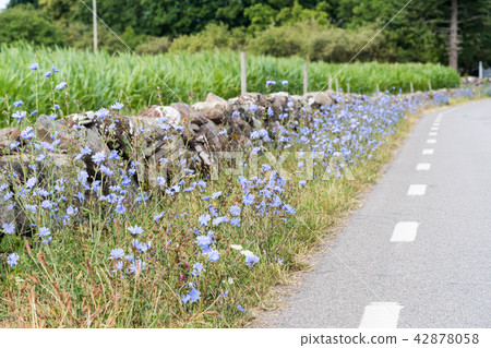 Roadside with Chicory flowers 42878058