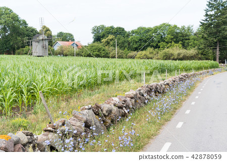 Chicory flowers by roadside 42878059