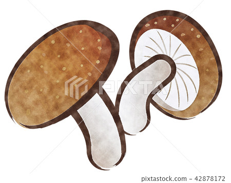 Shiitake mushroom Shiitake mushroom 42878172