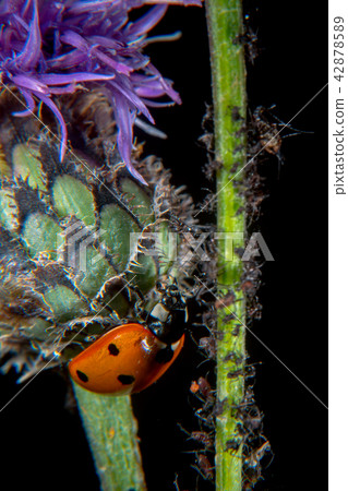 Ladybug on a thistle 42878589