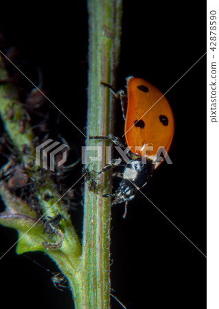 Ladybug on a thistle 42878590