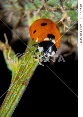 Ladybug on a thistle 42878646