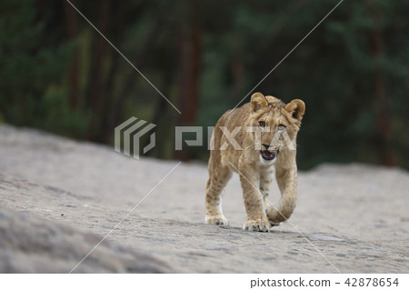 Young cube of lion walk around - Panthera leo Young cube of lion walk around - Panthera leo 42878654