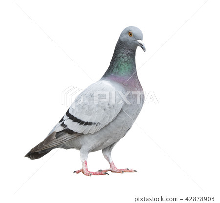 homing pigeon bird isolate white background homing pigeon bird isolate white background 42878903