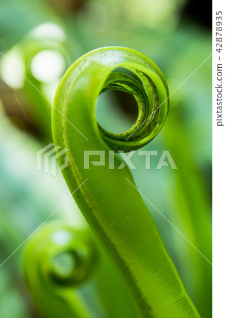 Young leaves Bird nest fern, Asplenium nidus  42878935