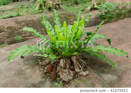 Bird nest fern, Asplenium nidus tree Bird nest fern, Asplenium nidus tree 42878952
