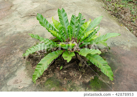 Bird nest fern, Asplenium nidus tree 42878953