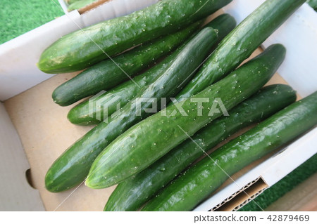 Cucumber 42879469