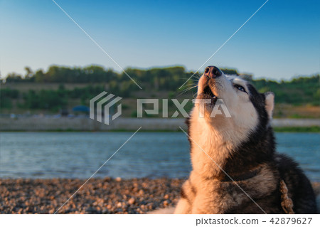 Husky dog howls with his muzzle up. Husky dog howls with his muzzle up. 42879627
