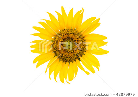 Sunflower Isolated on white with clipping path Sunflower Isolated on white with clipping path 42879979