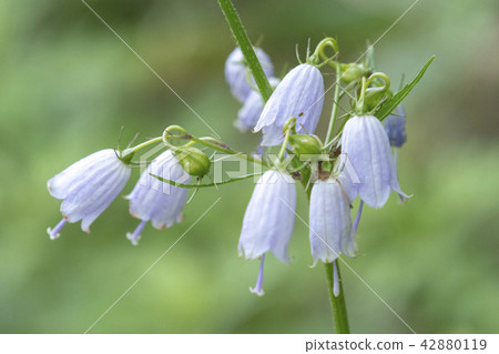 Flowers of Takamine Plateau 42880119