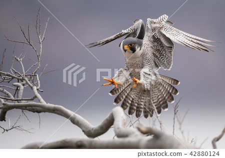 Peregrine Falcon  42880124