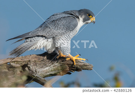 Peregrine Falcon  42880126