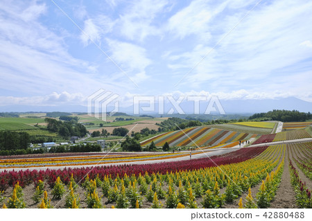 美瑛·四季Ayano no Oka 美瑛·四季Ayano no Oka 42880488