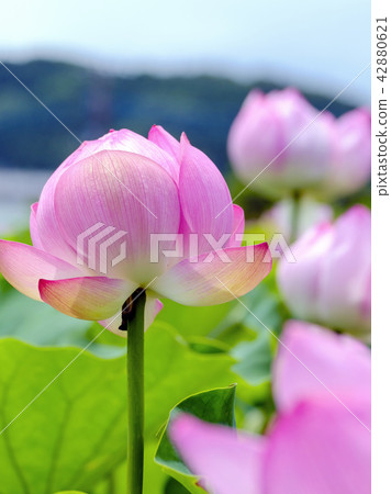 蓮花（垂直） 42880621