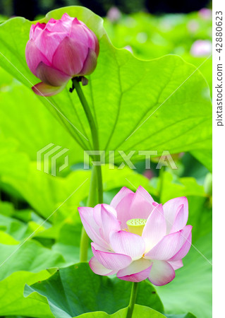 蓮花和芽(垂直) 蓮花和芽(垂直) 42880623