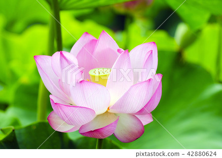 蓮花 蓮花 42880624