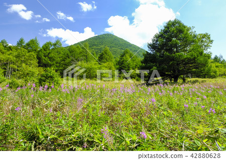 Yanagiran盛開的高原 Yanagiran盛開的高原 42880628