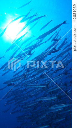 魚摩天大樓3 魚摩天大樓3 42881089