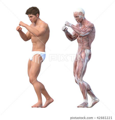 Male anatomy muscle 3DCG illustration material 42881221