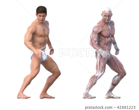Male anatomy muscle 3DCG illustration material 42881223