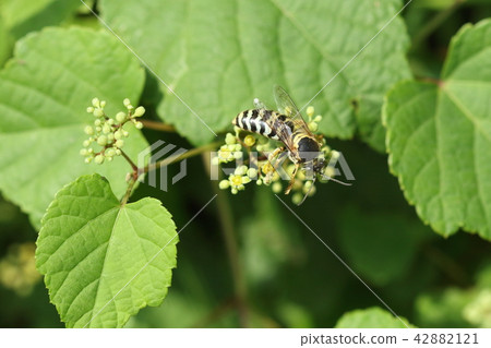 Living thing Insect Nippon Hanada Kabachi, nest nest by digging holes in the sand. Sand in the neighborhood is a school playground ... 42882121
