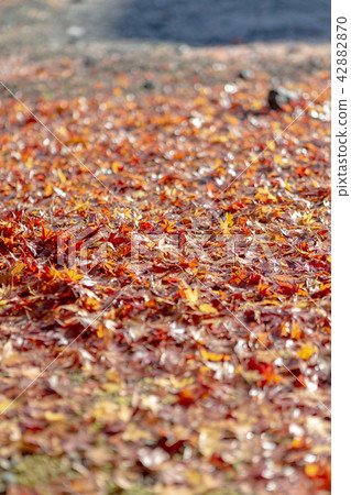 Fallen leaves (November maple autumn leaves) 42882870