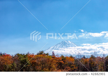 西湖野鳥森林公園（11月秋陽） 42882901