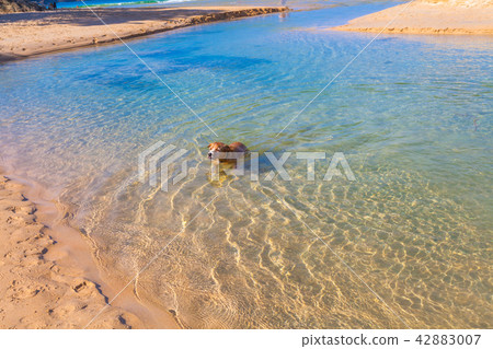 a dog swimming in the sea a dog swimming in the sea 42883007