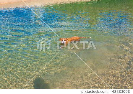 a dog swimming in the sea a dog swimming in the sea 42883008