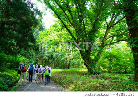 Shishonosei Marshland Tohoku Akita Prefecture 42883155