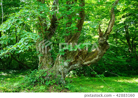 Shishonosei Marshland東北秋田縣 42883160