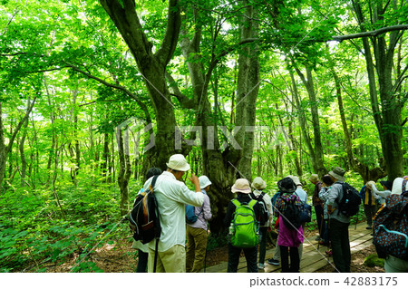 Shishonosei Marshland Tohoku Akita Prefecture 42883175