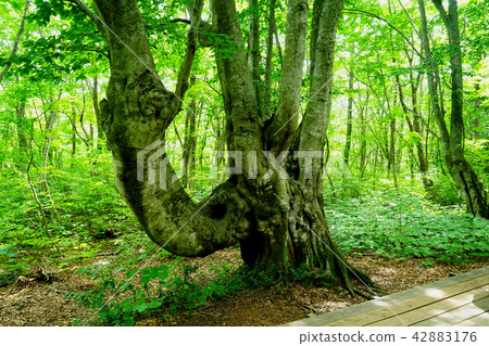 Shishonosei Marshland Tohoku Akita Prefecture Shishonosei Marshland Tohoku Akita Prefecture 42883176