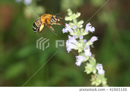 Eating with living insects Suzobo Soft beech, Aquino. It seems to be a relatively loose type 42883188