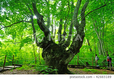 Shishonosei Marshland Tohoku Akita Prefecture 42883189