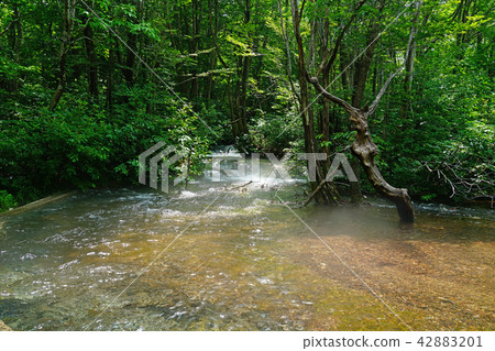 Shishonosei Marshland Tohoku Akita Prefecture Shishonosei Marshland Tohoku Akita Prefecture 42883201