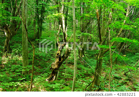 Shishonosei Marshland東北秋田縣 Shishonosei Marshland東北秋田縣 42883221