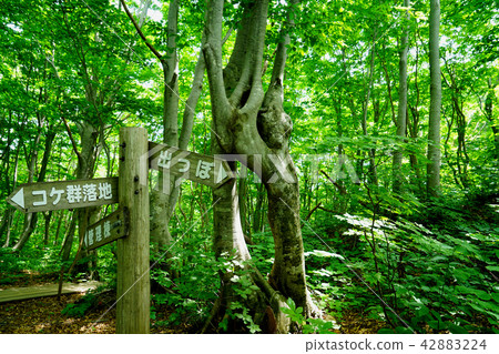 Shishonosei Marshland Tohoku Akita Prefecture 42883224