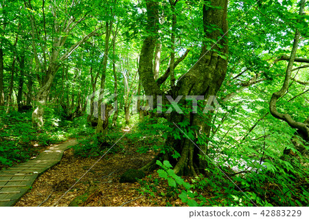 Shishonosei Marshland Tohoku Akita Prefecture 42883229