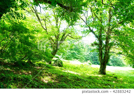 Shishonosei Marshland Tohoku Akita Prefecture 42883242