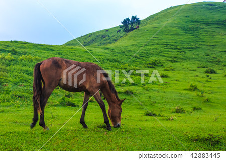 Miyazaki Ma of Tokui Cape Dawn [Kushima-shi, Miyazaki Prefecture] 42883445