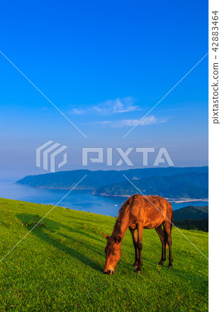 Tokui Cape Dawn的Miyazaki Ma [宮崎縣Kushima-shi] 42883464