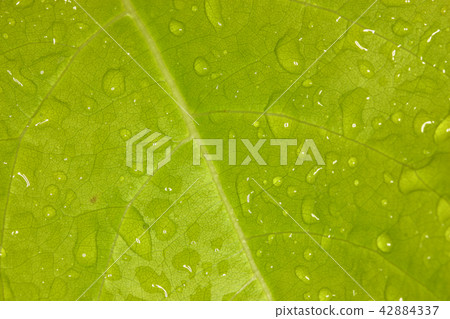 lot of rain drop on fresh green leaf plant. lot of rain drop on fresh green leaf plant. 42884337