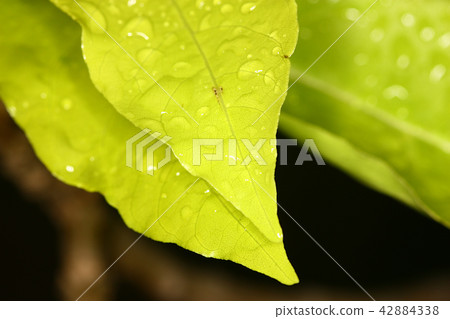 selective focus of rain on tip of fresh green selective focus of rain on tip of fresh green 42884338